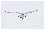 70-300 Sigma APO-4846.jpg