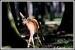 70-300 Sigma APO-4849.jpg