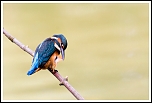 70-300 Sigma APO-4851.jpg