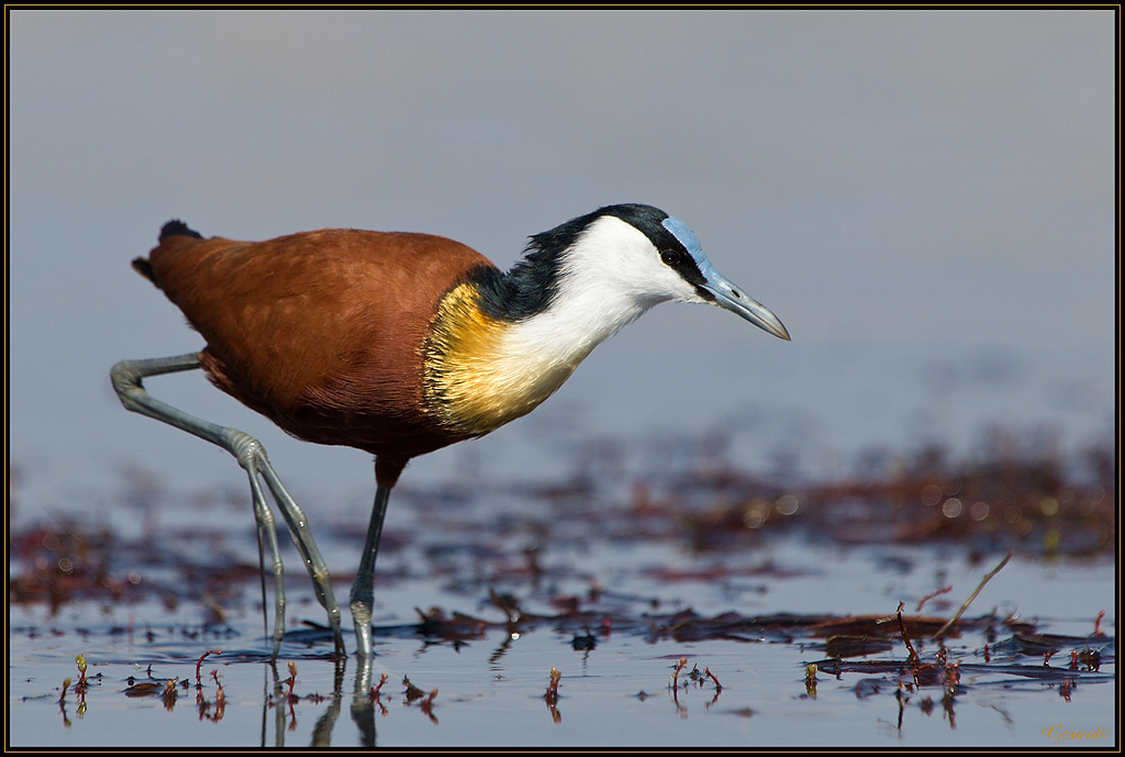 -jacana.jpg