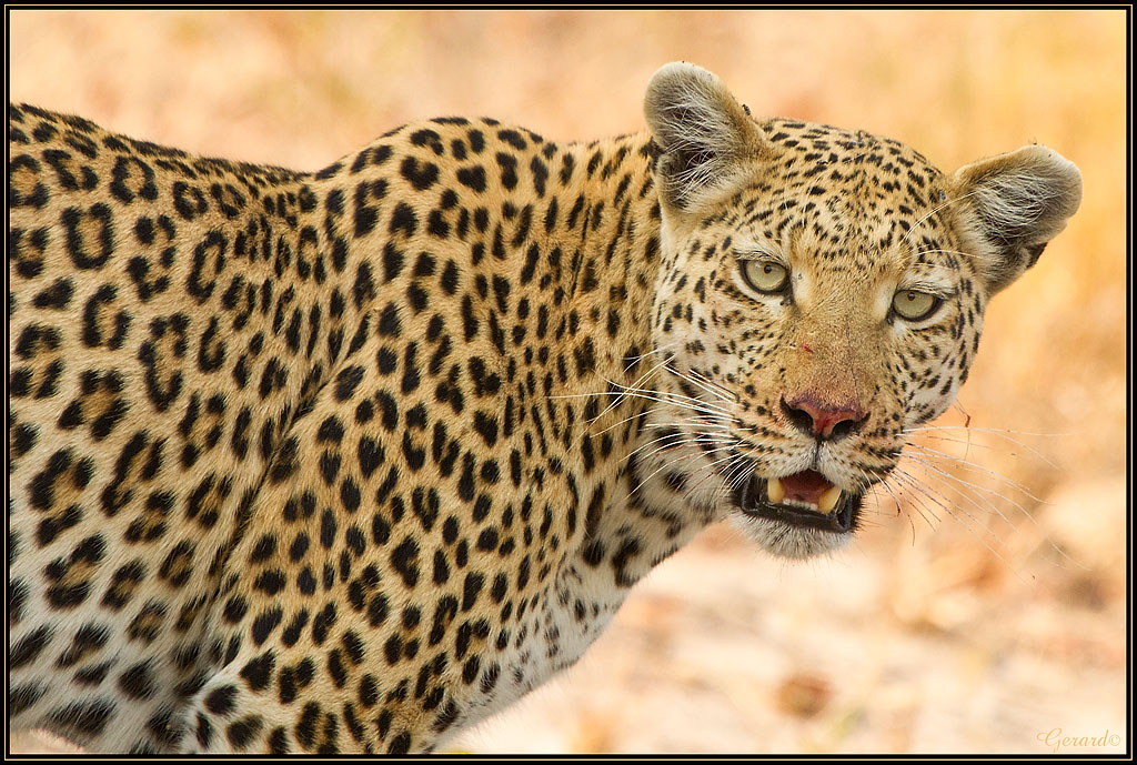 -leopard1.jpg