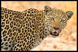 -leopard1.jpg