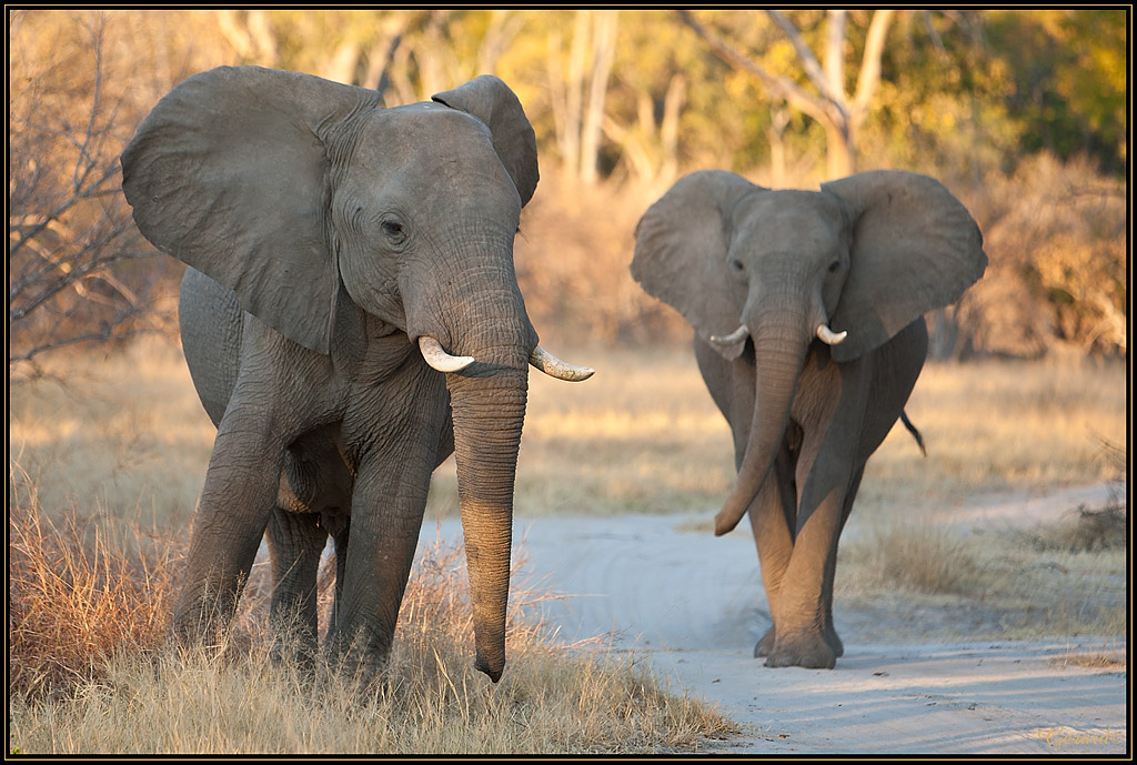 -elephants.jpg