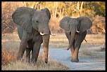 -elephants.jpg