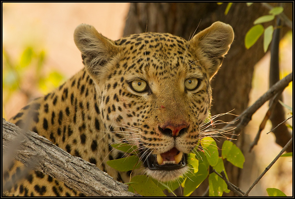-leopard2.jpg