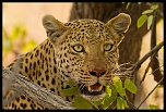 -leopard2.jpg