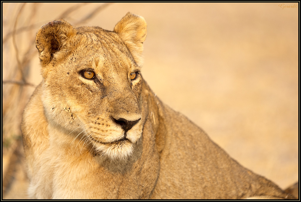 -lionne.jpg
