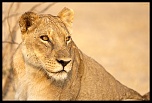 -lionne.jpg