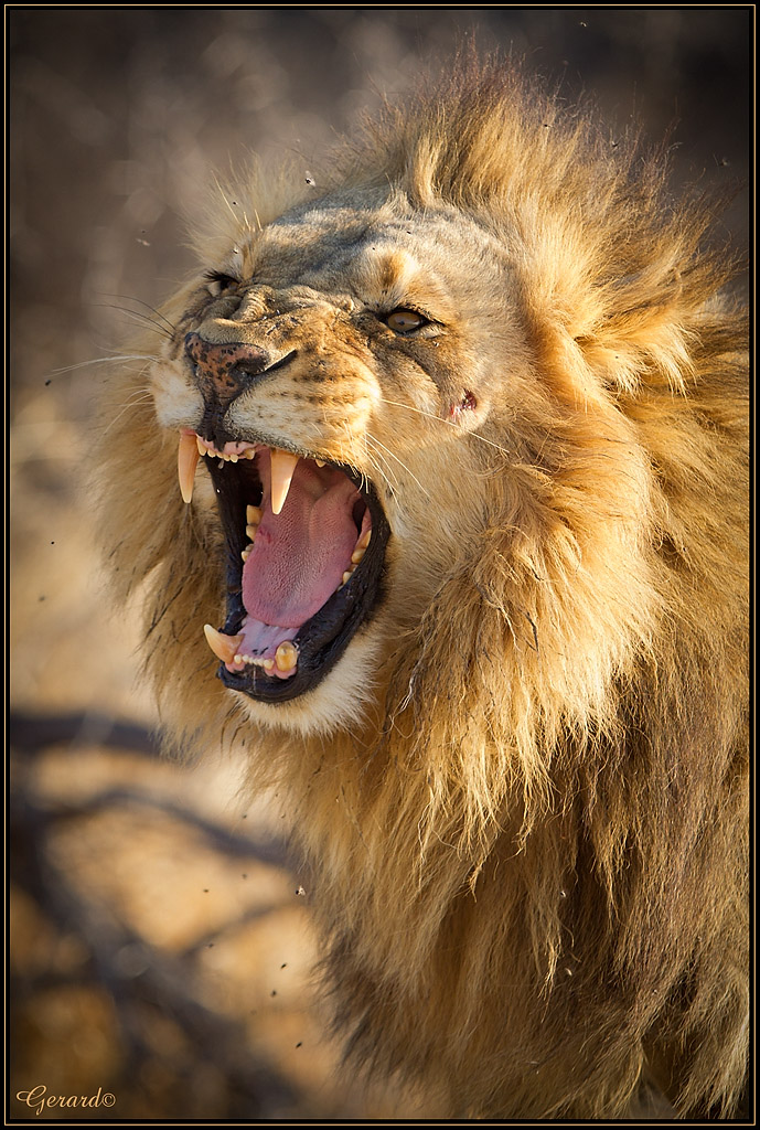 -lion.jpg
