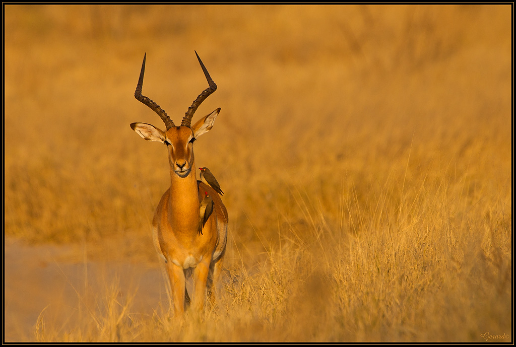 -impala.jpg