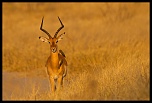 -impala.jpg