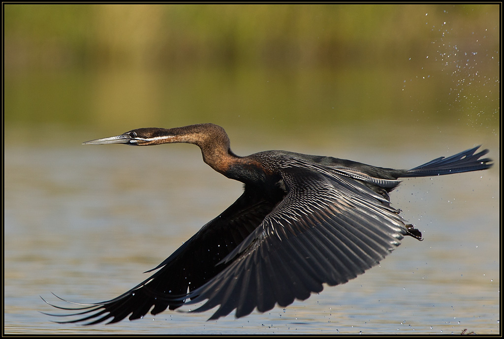 -anhinga.jpg