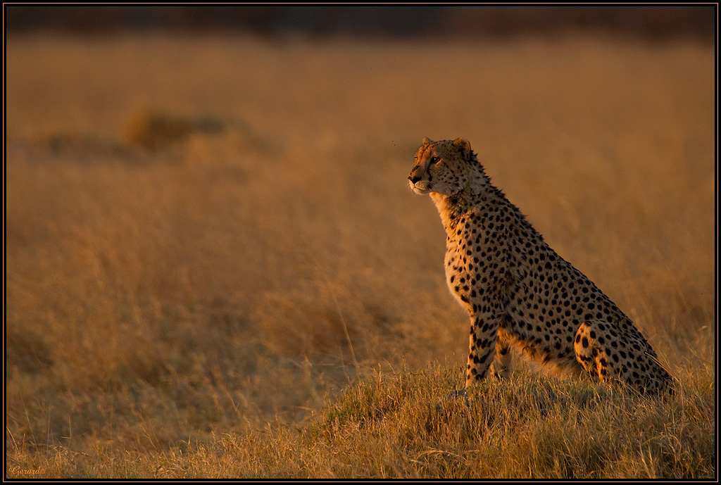 -guepard.jpg