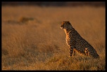 -guepard.jpg