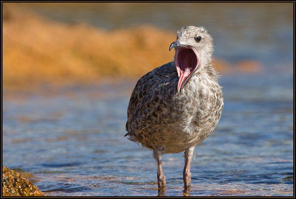 -goeland_leucophee.jpg