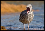 -goeland_leucophee.jpg