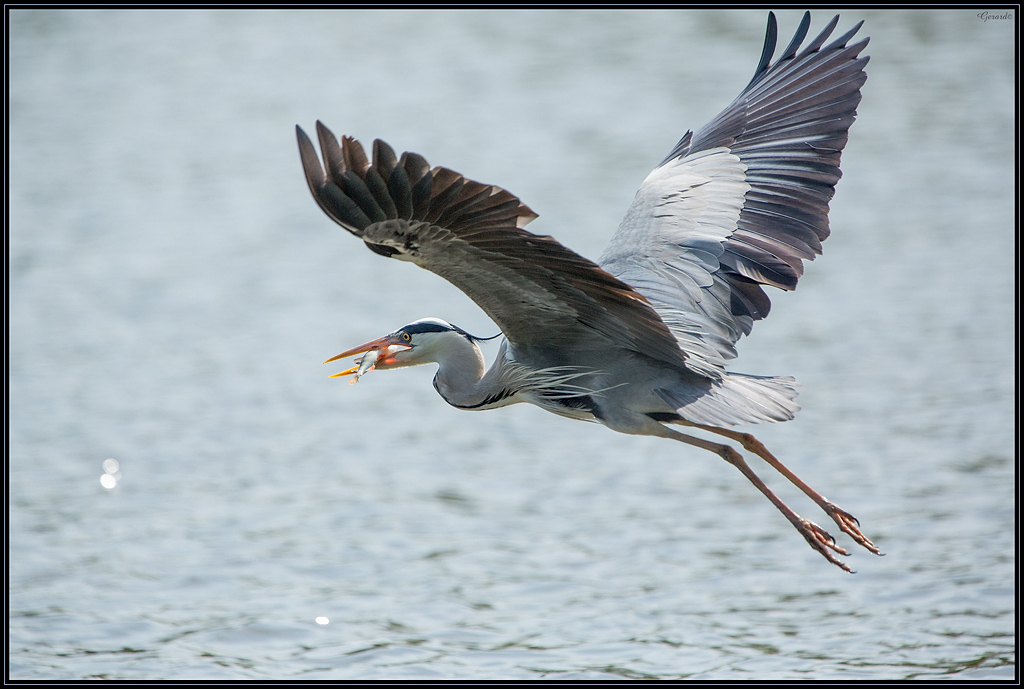 -heron-3-.jpg