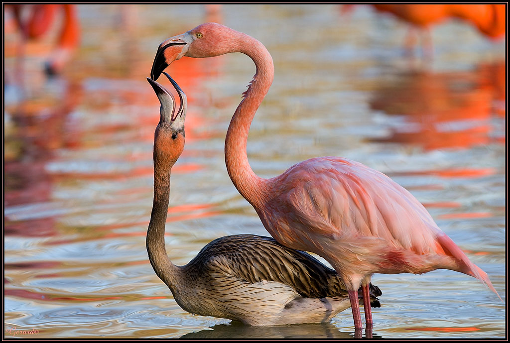 -flamants.jpg