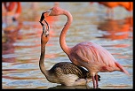 -flamants.jpg