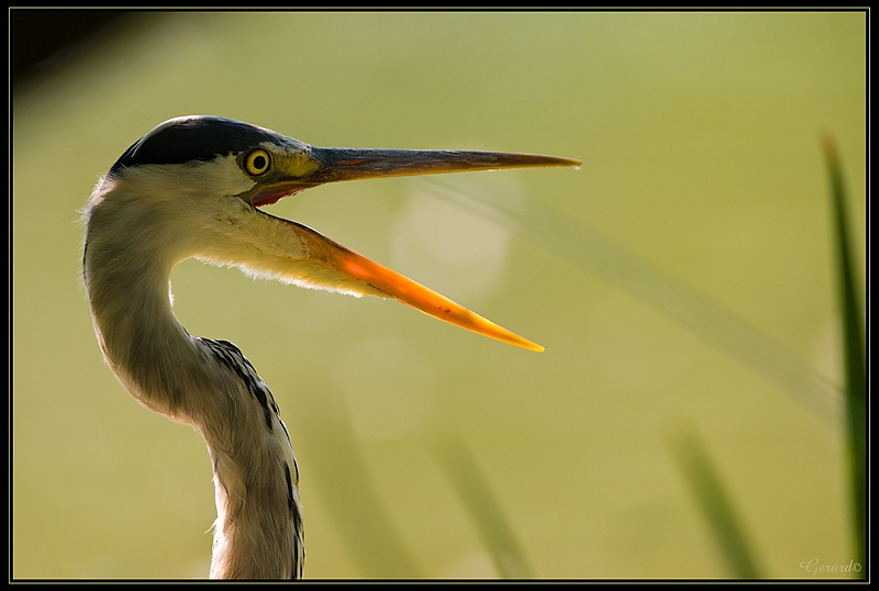 -heron-1-.jpg