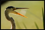 -heron-1-.jpg