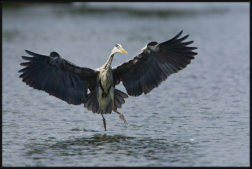 -heron-2-.jpg