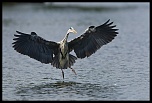 -heron-2-.jpg