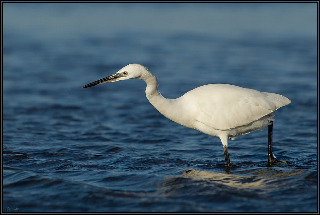 -aigrette.jpg