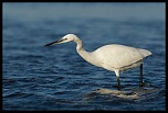-aigrette.jpg