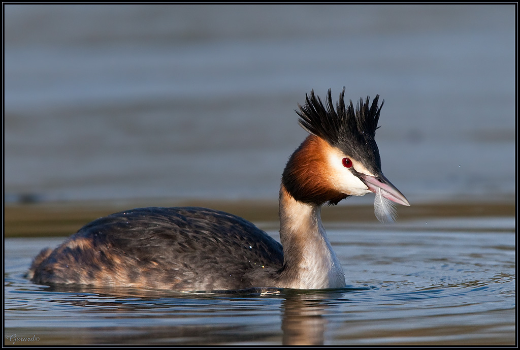 -grebe_huppe.jpg