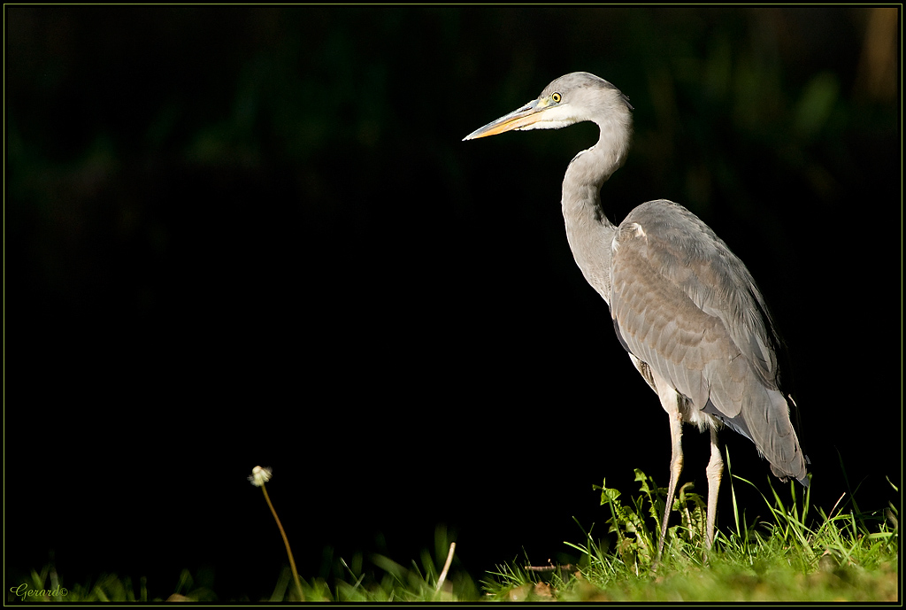 -heron-4-.jpg