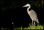 -heron-4-.jpg