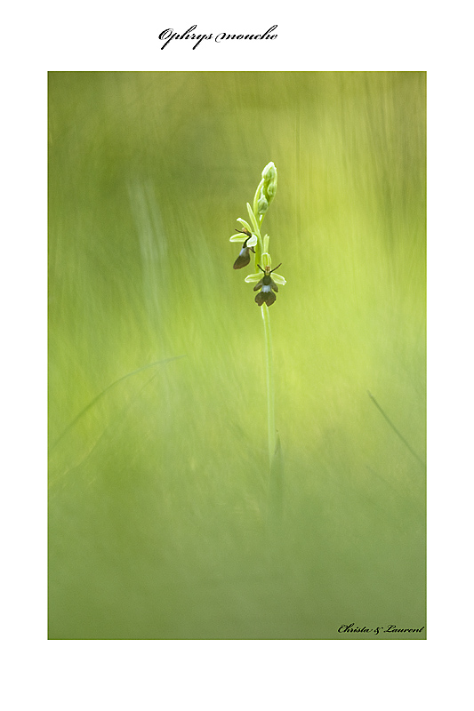 une tite nouvelle-ophrys-mouche-2012.jpg