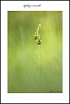 une tite nouvelle-ophrys-mouche-2012.jpg