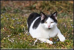 la qualite d&#39;image-chat-sieste.jpg
