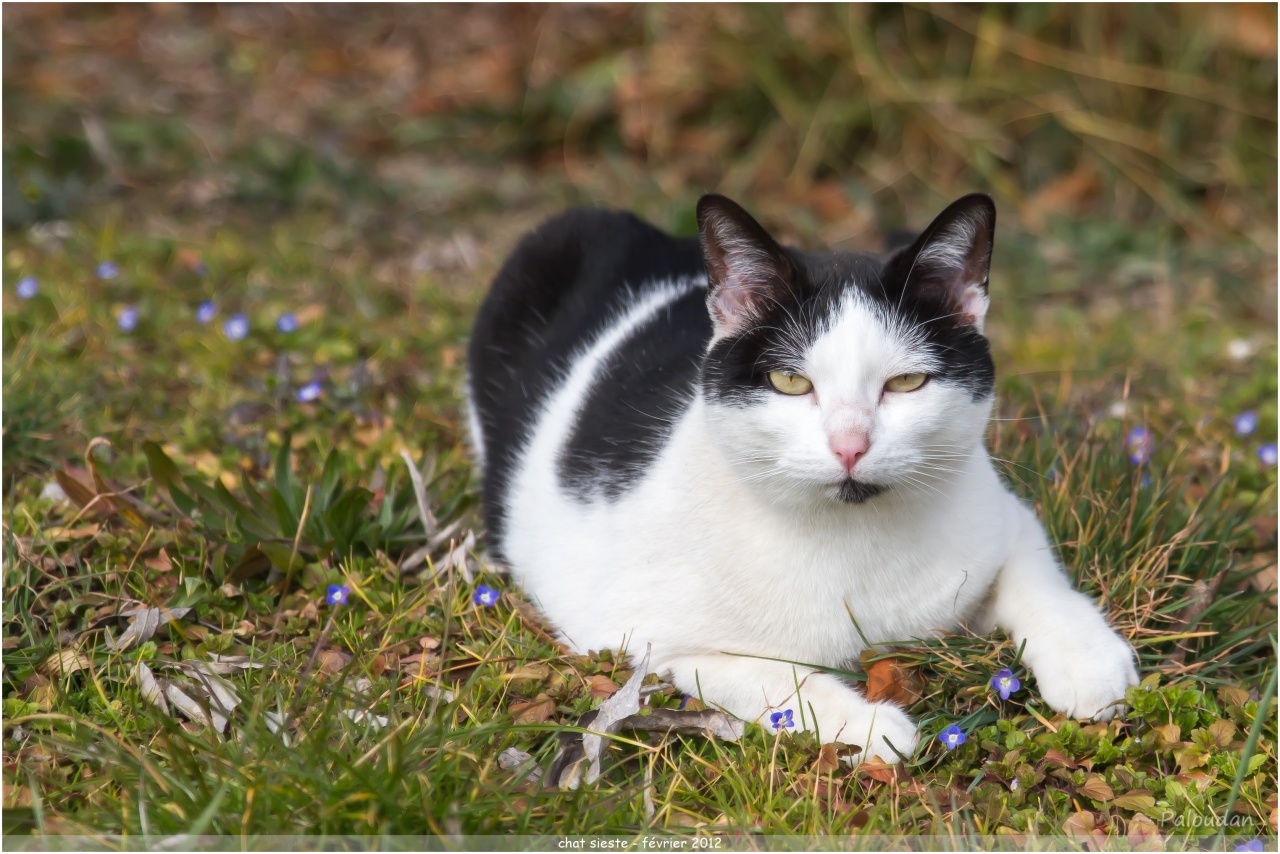 la qualite d&#39;image-chat-sieste.jpg
