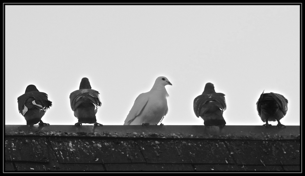 achat sigma af 170-500 rf apo-pigeon-border-3.eos-010.jpg