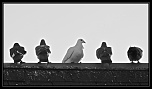 achat sigma af 170-500 rf apo-pigeon-border-3.eos-010.jpg