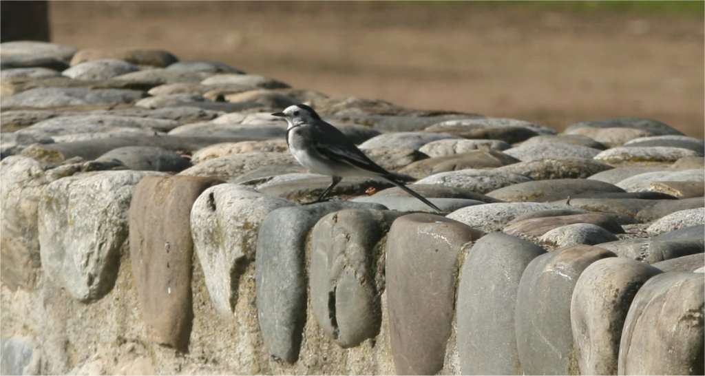 Rencontre des membres du forum 300D-oiseau.jpg