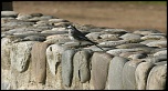 Rencontre des membres du forum 300D-oiseau.jpg