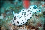 Doris dalmatien   Le sec des Pêcheurs
