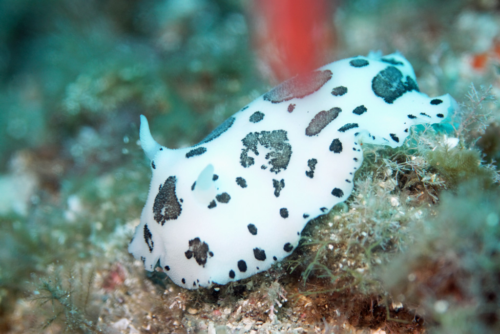 Doris dalmatien   Le sec des Pêcheurs
