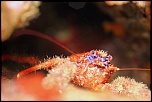 Galathée   L'ampoule