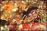 Langouste   L'Ampoule