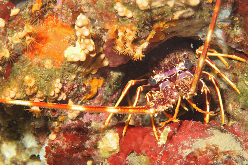 Langouste   L'Ampoule