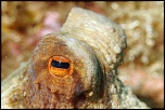 Oeil de poulpe   L'Escampobariou