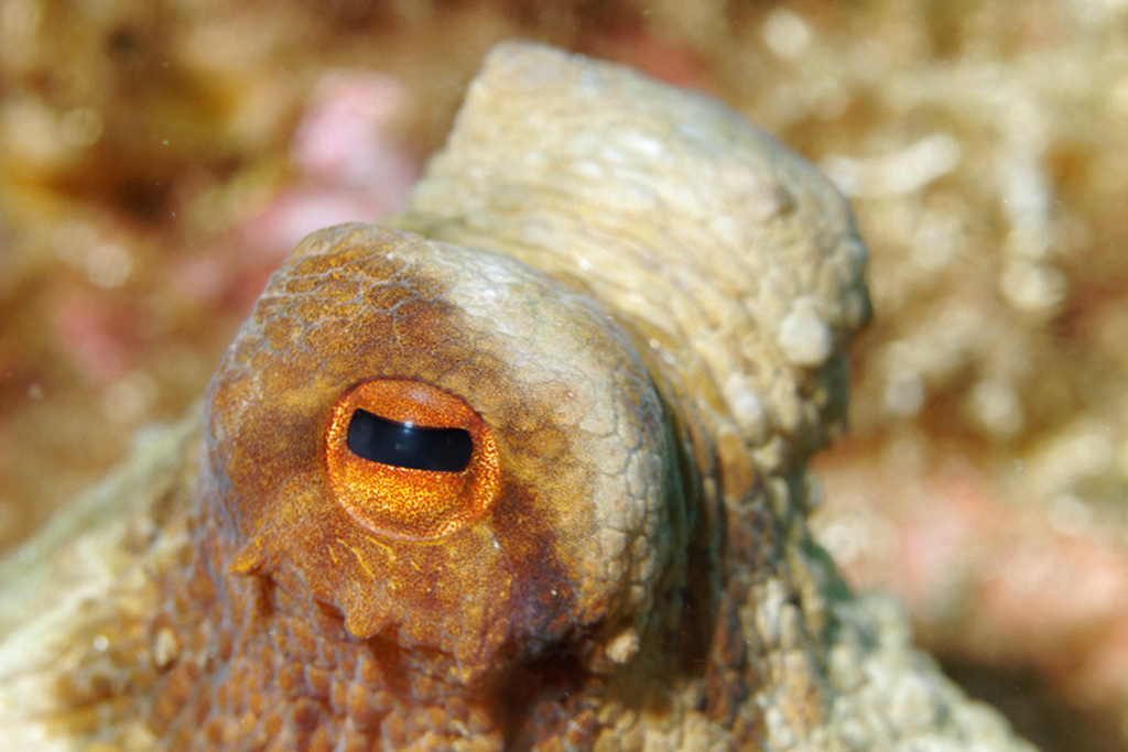 Oeil de poulpe   L'Escampobariou