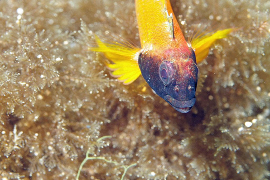 Triptérygion jaune   L'Anse au blé