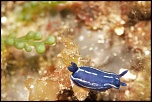 Nudibranche   Le sec de la Jaune Garde