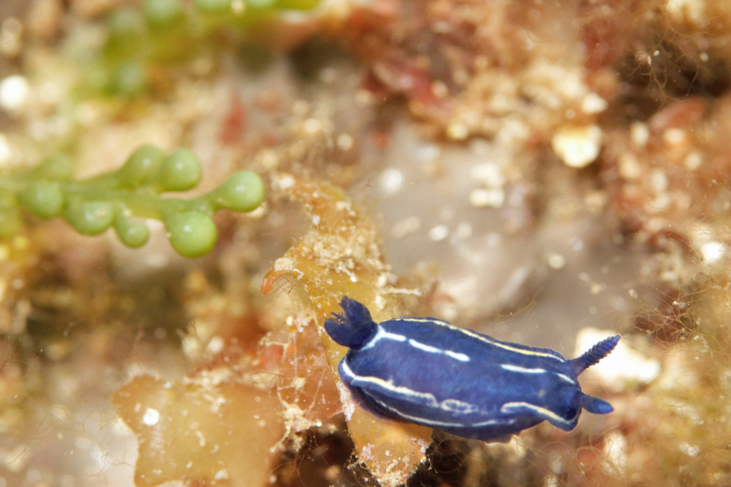 Nudibranche   Le sec de la Jaune Garde